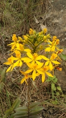 Epidendrum aura-usecheae