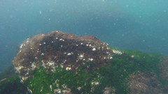 Megabalanus galapaganus