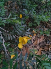 Chamaecrista greggii