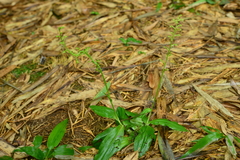 Peristylus monticola