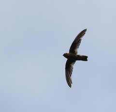 Streptoprocne rutila