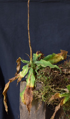 Fosterella chaparensis