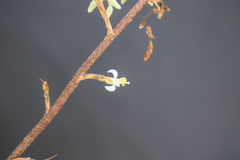 Fosterella chaparensis