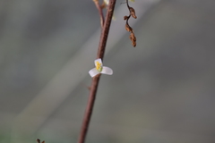 Fosterella chaparensis