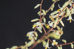 Fosterella chaparensis