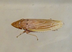 Draeculacephala septemguttata
