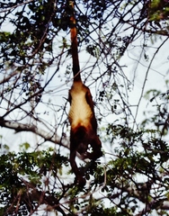 Alouatta arctoidea