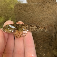 Cottus baileyi