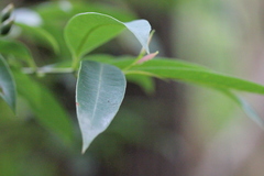 Cratoxylum cochinchinense