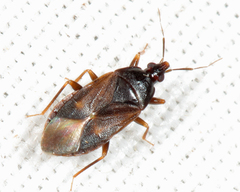 Lyctocoris stalii