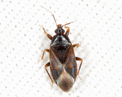 Lyctocoris stalii