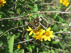Dardarina dardaris
