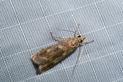 Occidentalia comptulatalis