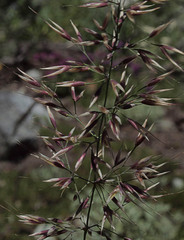 Calamagrostis sesquiflora