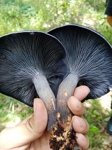 Mexican Blue Jack o' Lantern