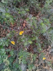 Chamaecrista greggii