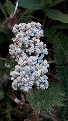 Achillea millefolium borealis