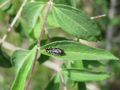 Acmaeodera solitaria