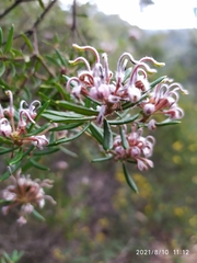 Grevillea phylicoides