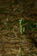 Peristylus lacertifer