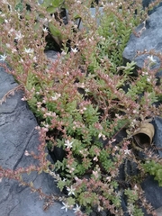 Sedum potosinum