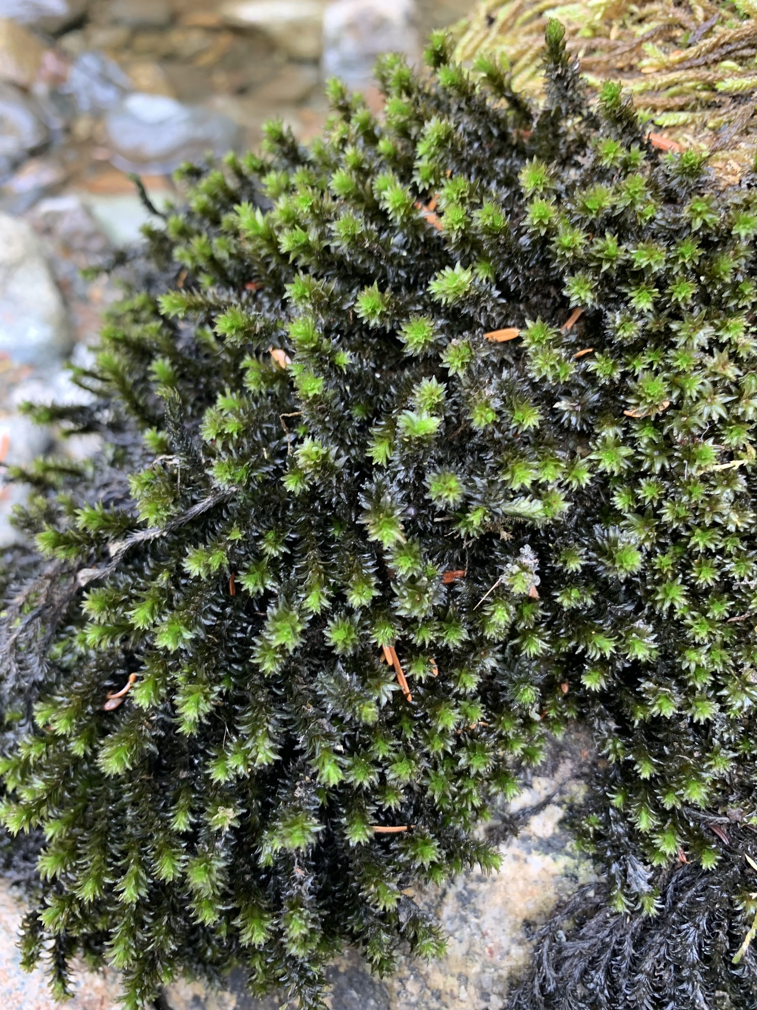 Scouleria aquatica
