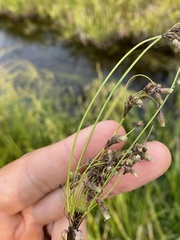 Scirpus atrocinctus