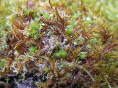 Ptychostomum moravicum