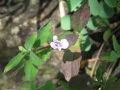 Dyschoriste decumbens