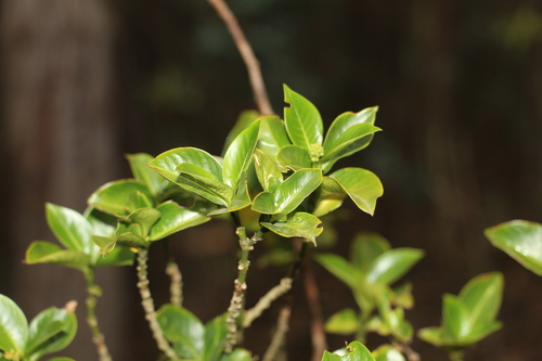 Palicourea boqueronensis, photograph 4