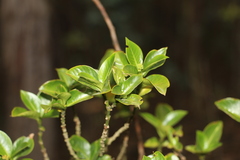 Palicourea boqueronensis