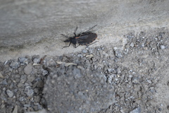 Triatoma gerstaeckeri