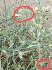 Antistrophus pisum
