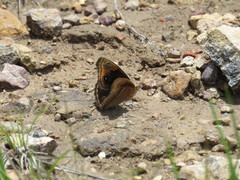 Junonia nigrosuffusa