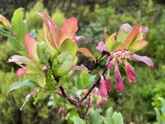 Vaccinium cylindraceum