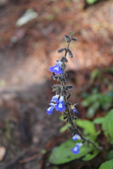 Salvia prunifolia