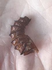 Mallophora leschenaulti