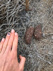 Sus scrofa domesticus
