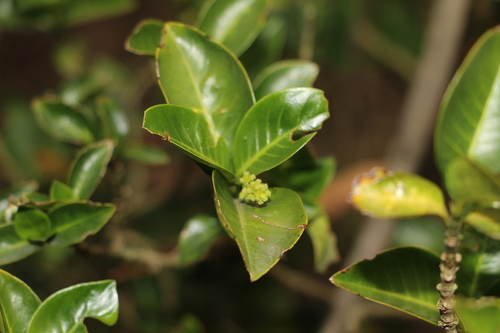 Palicourea boqueronensis, photograph 5
