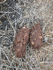 Sus scrofa domesticus
