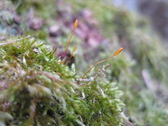 Hypnum resupinatum