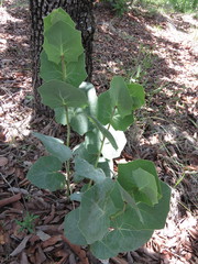 Roldana sessilifolia