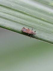 Cysteochila delineata