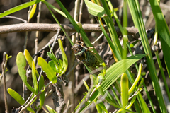 Diceroprocta marevagans