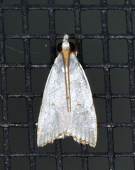 Argyria gonogramma