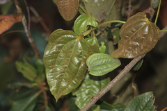 Smilax tomentosa