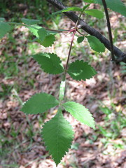 Bursera palmeri