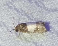 Epiblema tripartitana