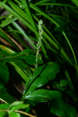 Peristylus goodyeroides