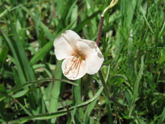 Commelina scabra